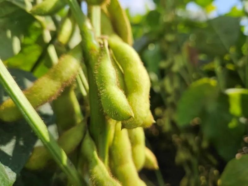 又是一年好“豐”景！衛華數十萬畝良田豐收在即！